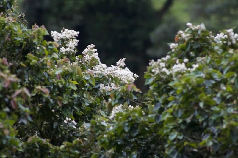 Arrayanes (Myrcia sp.) blossoming after several sunny and dry days.