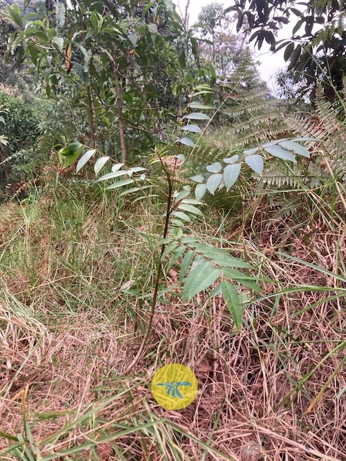 El cedrito que encontró Mafe a pocos metros creciendo entre la maraña de paso y helecho marranero.