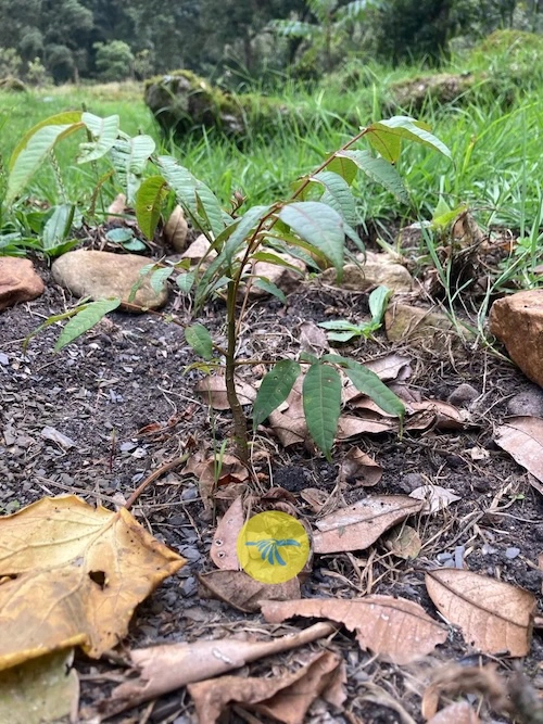 El cedrito plantado por Valentina.