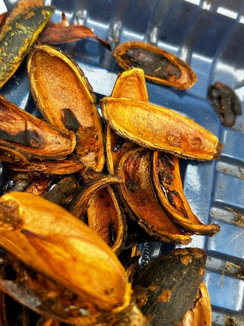 “Flores” de Cedrela montana. Es muy común encontrar como en esta foto las semillas devoradas por “tijeretas”.