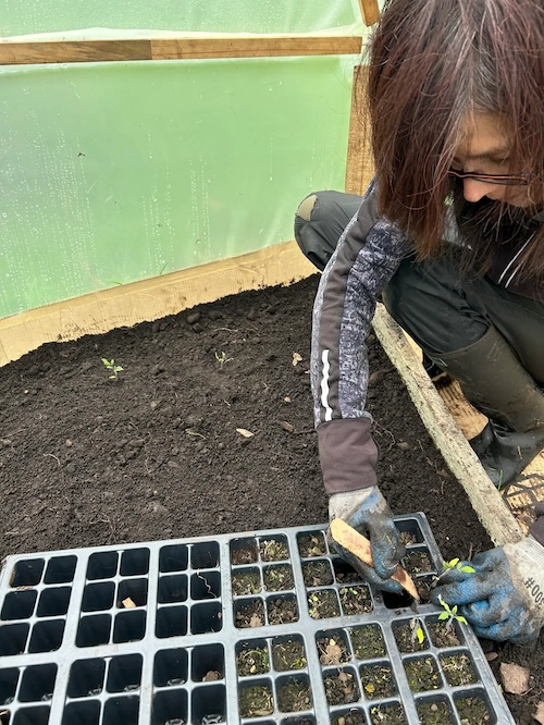 Mafe transplantando plántulas de tomate.