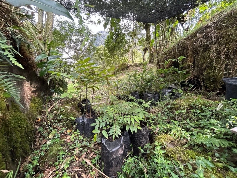 Cedros, Pinos y Nogales donados por Mauricio Toquica aclimatándose y esperando la temporada de lluvia para siembra definitiva.