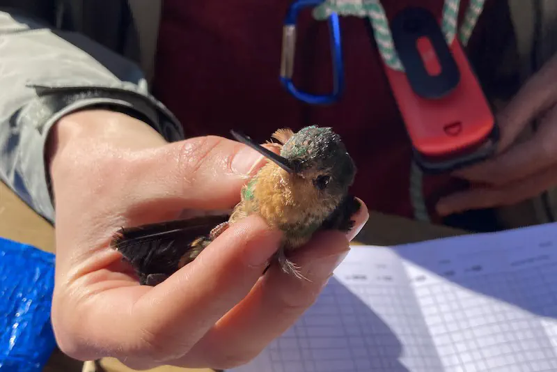 A hummingbird being carefully handled by a researcher.