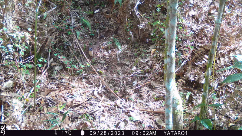 Weasel in the forest captured by camera trap on September 28, 2023.