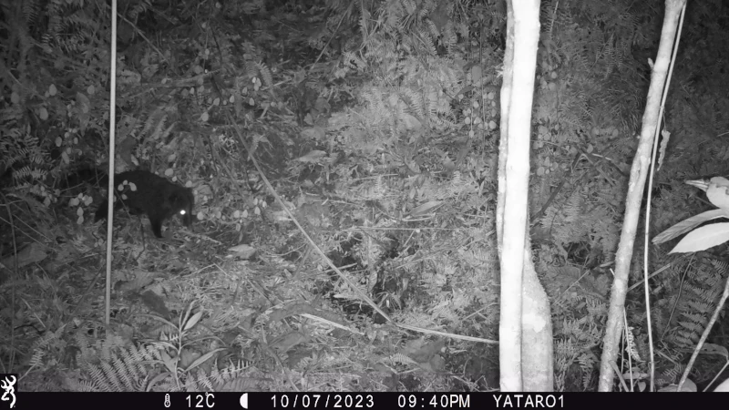 Foto de cámara trampa en blanco y negro de un coatí o cusumbo caminando por el bosque en la noche