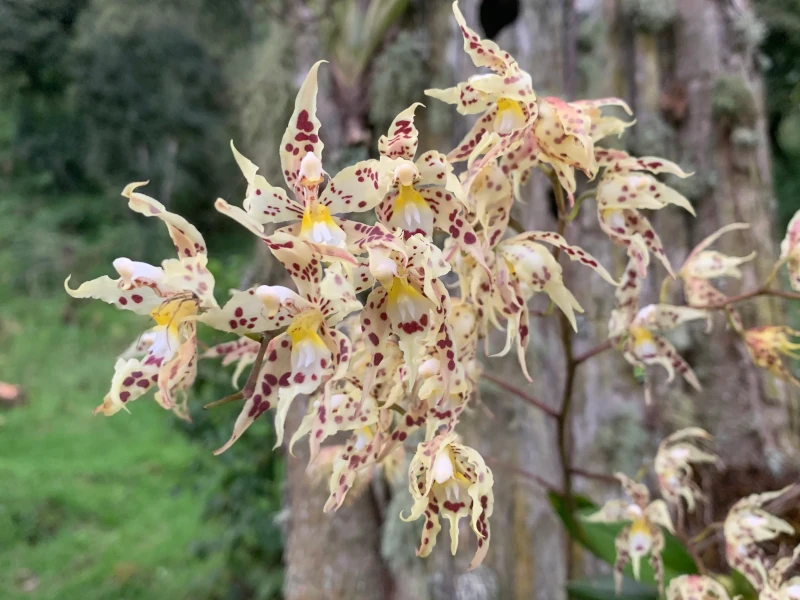 Foto de una orquídea Oncidium gloriosum florecida