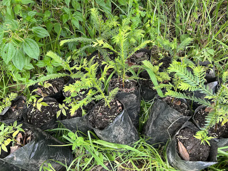 Foto con varios arbolitos de diferentes especies en bolsas de polietileno negro.