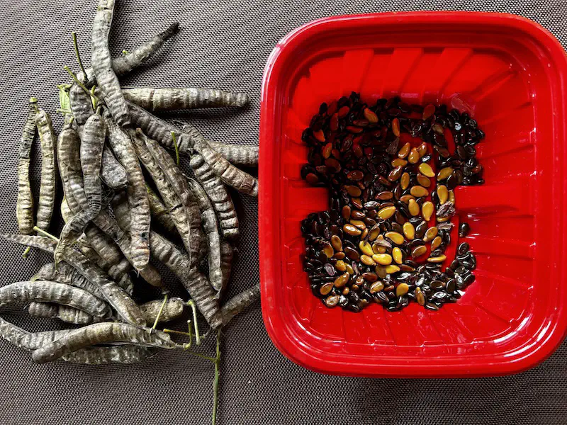 Pods with seeds and a red plastic container with deseeded seeds.