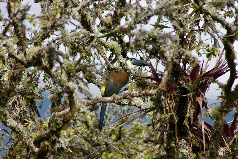 A Black-billed mountain toucan perched on an &ldquo;Arrayán&rdquo; tree